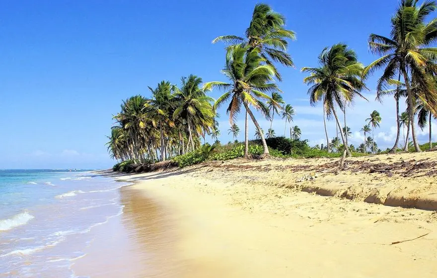 Palms along a Dominican beach